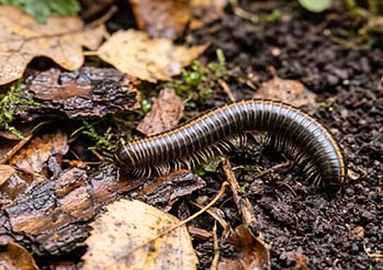 Krocionogi w ogrodzie i w domu - czy są groźne i jak się ich pozbyć? Skuteczne zwalczanie i profilaktyka