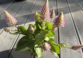 Zapomnij o pelargoniach. Ptilotus „Joey” podbija ogrody - wygląda jak puszysty ogonek królika