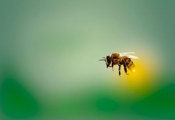 Sposoby na osy, pszczoły i szerszenie