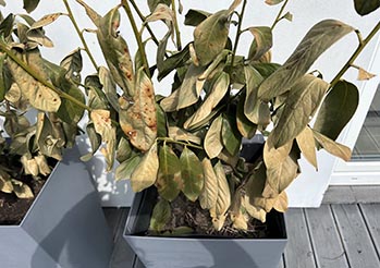 Laurowiśnia usycha i żółknie po zimie? Sprawdź, jak ją uratować krok po kroku