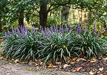 Liriope szafirkowata - uprawa, odmiany, przycinanie i zimowanie