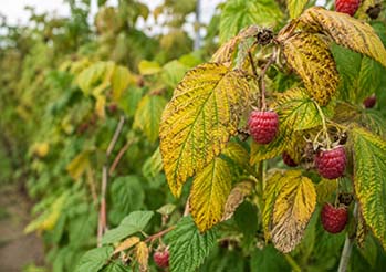 Maliny żółkną i marnieją? Ostatni dzwonek na naturalny ratunek.