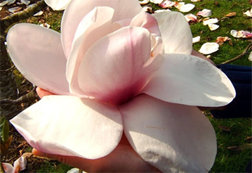 Magnolia Atlas - Piękne i pachnące kwiaty