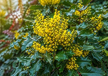 Mahonia w ogrodzie - jak uprawiać, kiedy kwitnie i dlaczego warto ją mieć? Kompletny poradnik