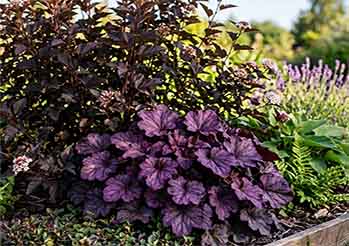 Maksymalizm i Bold Foliage: Jak bordowe pecherzynice i purpurowe zurawki zmieniaja ogrod w czerwcu?