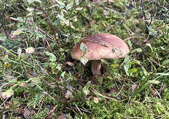 Wrzesień to szczyt sezonu grzybowego. Mandat zaczyna się od 250 zł