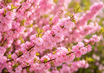 Migdałek trójklapowy - najpiękniejszy krzew wiosny. Uprawa, cięcie i pielęgnacja krok po kroku
