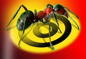 Jak wytępić mrówki?