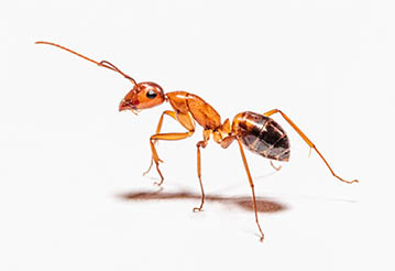Domowe sposoby na mrówki. Naturalne sposoby na mrówki.