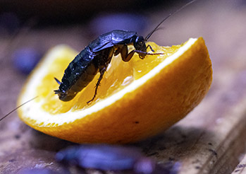 Skuteczne sposoby na pozbycie się muszek owocówek. Sprawdź nasze domowe sposoby na muszki w kuchni i nie tylko. 