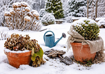 Najczęstsze błędy w zimowej pielęgnacji roślin - sprawdź, czy ich nie popełniasz