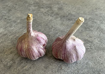 Nie uwierzysz, co czosnek potrafi w Twoim ogrodzie! Naturalny nawóz z czosnku krok po kroku