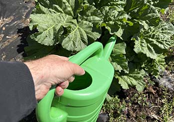 Koniec z przemarzniętymi pomidorami! Ten wieczorny trik uchroni sadzonki przed mrozem