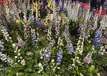 Ostróżka ogrodowa - kiedy siać, jak uprawiać i co zrobić, żeby kwitła całe lato?