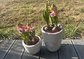 10 najładniej pachnących kwiatów wiosennych, które warto posadzić w ogrodzie