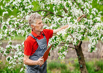 Opryski jabłoni 2024 - Kiedy i czym pryskać jabłonie? Wiosenne opryski drzew owocowych