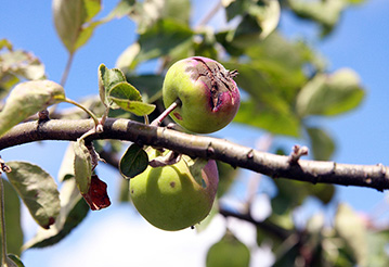 Parch jabłoni - jak mu zapobiegać i jak go zwalczać kiedy już się pojawi? Jak i kiedy wykonać oprysk? 