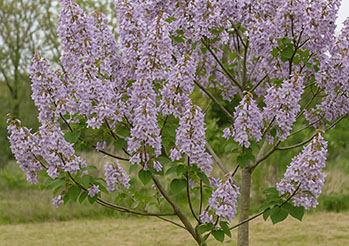 Paulownia - drzewo przyszłości w Twoim ogrodzie. Jak uprawiać cesarskie drzewo szczęścia?