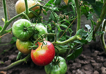 Oprysk z drożdży na pomidory i ogórki. Jak do zrobić i kiedy stosować oprysk z drożdży na ogórki i pomidory ?