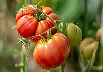 Jakie pomidory do gruntu, najlepsze odmiany pomidorów do gruntu 2026