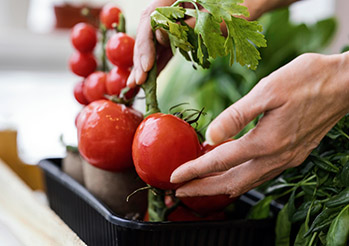 Jaki obornik pod pomidory? Dowiedz się, który obornik wybrać do uprawy pomidorów i jak nawozić pomidory.