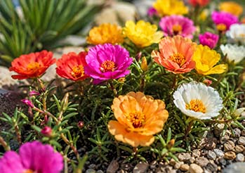 Portulaka wielkokwiatowa - kwiat, który kocha suszę i upał