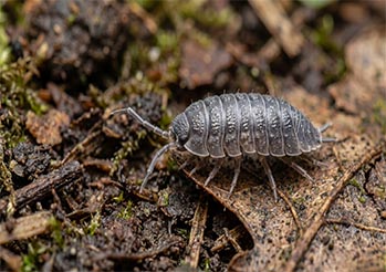 Wygląda jak groźny owad, a to... lądowa krewetka. Jak pozbyć się prosionka z domu naturalnie?