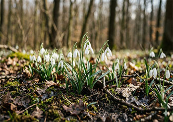 Przebiśniegi w ogrodzie: Jak sadzić i pielęgnować pierwsze kwiaty wiosny?
