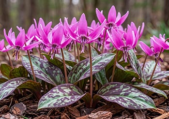 Psiząb (Erythronium): leśna „miniaturowa lilia”, która zachwyca wiosną. Uprawa, sadzenie i najpiękniejsze odmiany