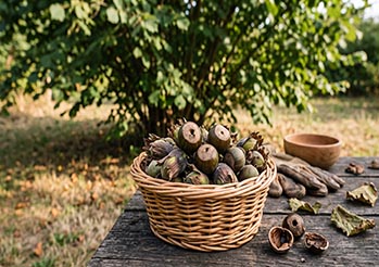 Dlaczego orzechy laskowe mają dziurki i są puste w środku? Zrób to w sierpniu, by uratować plon