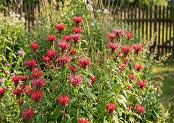 Pysznogłówka (Monarda) - uprawa, wymagania, odmiany i pielęgnacja w ogrodzie