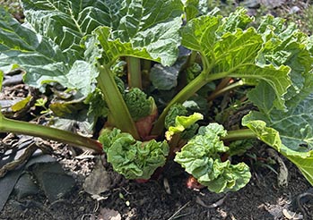 Rabarbar w maju - kiedy zbierać, jak uprawiać i co zrobić z pierwszych łodyg