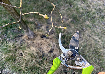 Nigdy nie przycinaj tych roślin wiosną! 20 gatunków, które możesz przez to zniszczyć