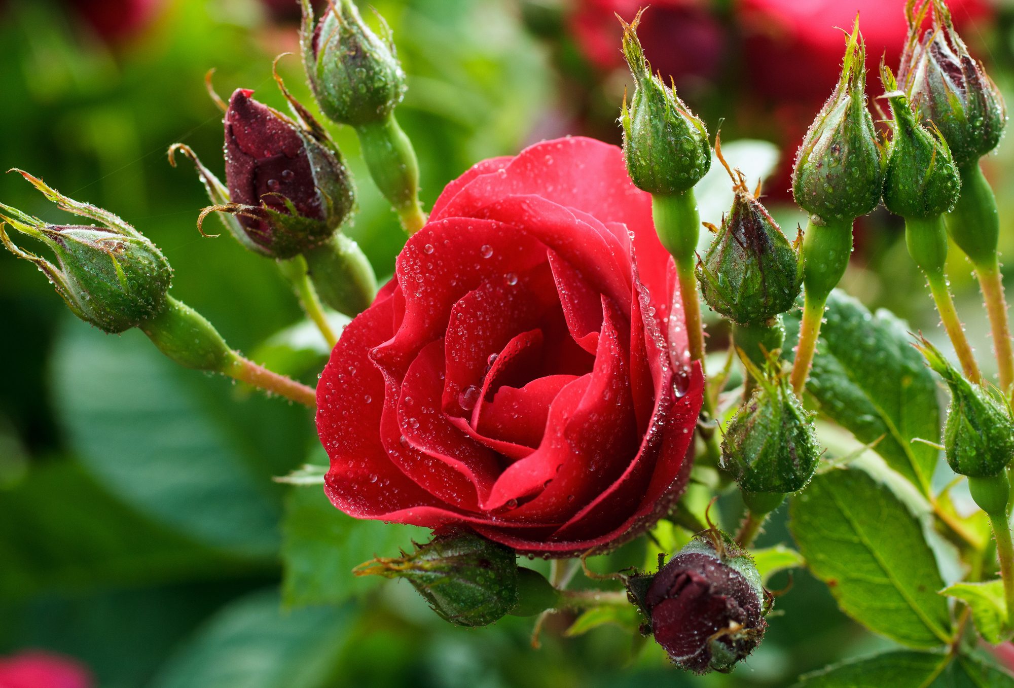 Czy, jak i kiedy przesadzać róże w ogrodzie?