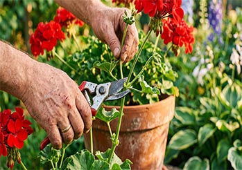 Jak i kiedy rozmnażać pelargonie? Zrób sadzonki w sierpniu, a unikniesz częstego błędu