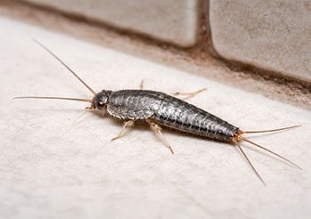 Rybiki cukrowe w domu - skąd się biorą i jak pozbyć się ich raz na zawsze?