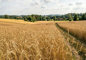 Rynek zbóż paszowych 2026: strategie dla producentów owsa i żyta