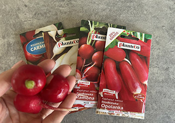 Rzodkiewka - kiedy siać i jak uprawiać, żeby rosła szybko i bez błędów?