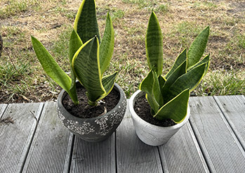 Sansewieria - jak ją podlewać, gdzie ustawić i dlaczego gnije? Kompletny poradnik pielęgnacji