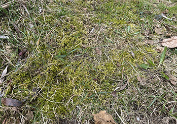 Siarczan żelaza na mech w trawniku - jak stosować, żeby pozbyć się mchu raz na zawsze?