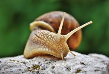 Co jedzą ślimaki w ogrodzie i jak się ich pozbyć?
