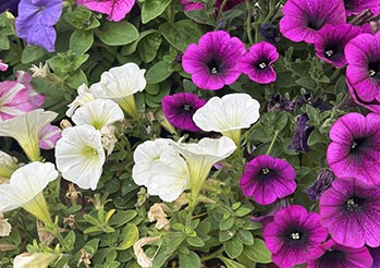 Nie sadź jeszcze surfinii! Ten jeden błąd popełnia 80% osób w kwietniu