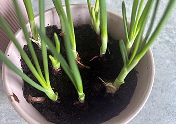 Szczypiorek z cebuli w doniczce - jak zrobić krok po kroku (zdjęcia)