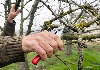 Cięcie gruszy krok po kroku – poznaj terminy i techniki formowania korony
