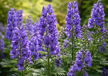 Tojad (Aconitum) - trująca piękność w ogrodzie. Uprawa, odmiany i zasady bezpieczeństwa