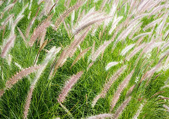 Jak zabezpieczyć trawy ozdobne na zimę?