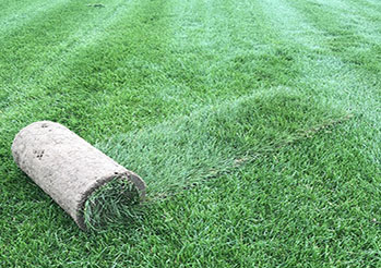 Trawa z rolki – jak przygotować teren wiosną, aby trawnik przyjął się bez problemu?