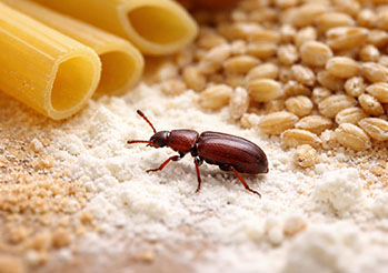 Trojszyk - jak się pozbyć szkodnika z domu i spiżarni? Skuteczne metody zwalczania