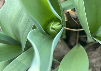 Masz tulipany w ogrodzie? Zrób to w kwietniu, a będą kwitły jak szalone