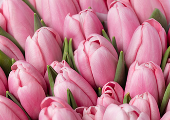 Cebulki tulipanów - TOP 7 najpiękniejszych odmian tulipanów ogrodowych i tulipanów botanicznych